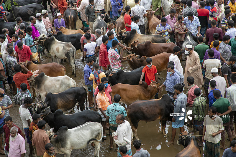 孟加拉国Bogra，在熙熙攘攘的牛市场上，成千上万的牛排着队等待出售。根据牛的大小不同，农民售价在500英镑（约4555元人民币）到5000英镑（约45554元人民币）之间，今年最高的售价达到了10万英镑（91.1万元人民币）。