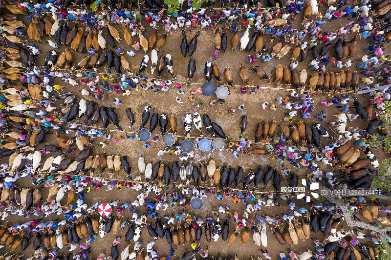 孟加拉国Bogra，在熙熙攘攘的牛市场上，成千上万的牛排着队等待出售。根据牛的大小不同，农民售价在500英镑（约4555元人民币）到5000英镑（约45554元人民币）之间，今年最高的售价达到了10万英镑（91.1万元人民币）。