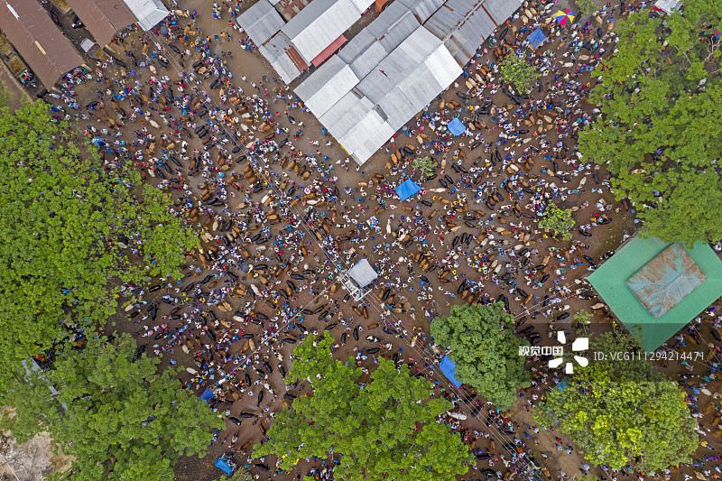 孟加拉国Bogra，在熙熙攘攘的牛市场上，成千上万的牛排着队等待出售。根据牛的大小不同，农民售价在500英镑（约4555元人民币）到5000英镑（约45554元人民币）之间，今年最高的售价达到了10万英镑（91.1万元人民币）。