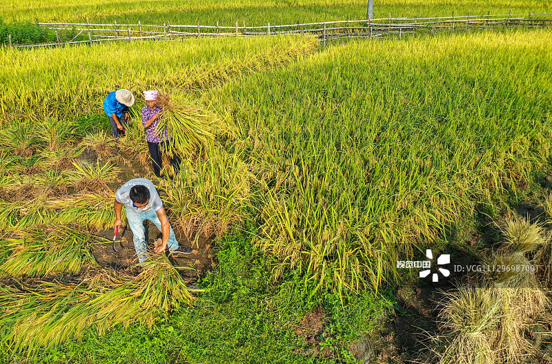 2020年8月29日，湖南省永州市道县清塘镇小塘村，农民在收割水稻。时下，湖南省永州市道县中稻进入收割关健期。当地农民冒着酷暑，抢收水稻，确保颗粒归仓。