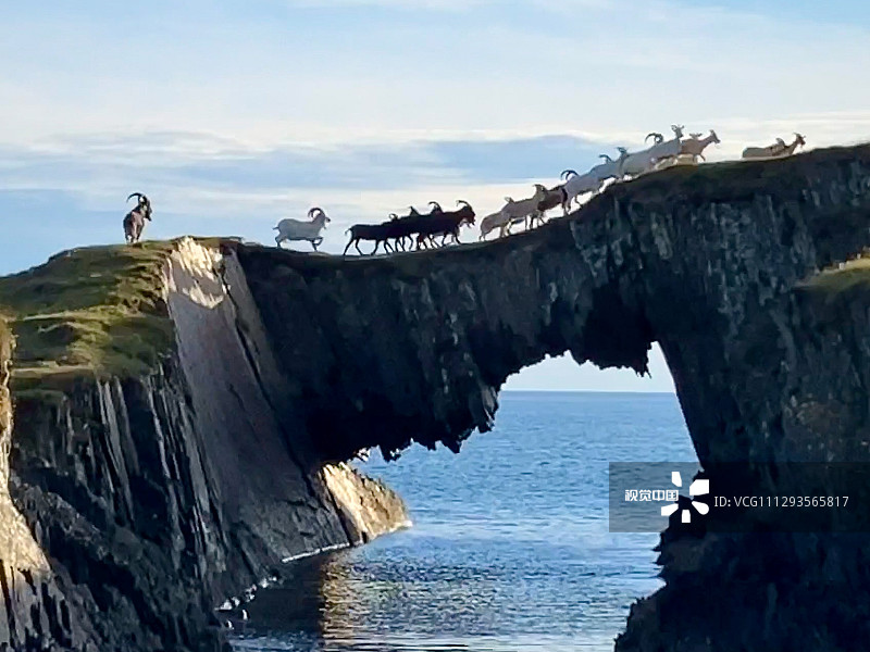 谁在过桥？是一群山羊。这些山羊从一个令人惊叹的天然拱门上通过，俯瞰大海。这一场景令人联想到“三只山羊嘎啦嘎啦”的童话绘本故事。这些羊穿过大西洋海岸上一个狭窄的通道。一只公羊密切的盯着羊群，查看任何可能潜伏在水下的危险。这些照片是在爱尔兰西科克郡被废弃的East Skeam岛拍摄的。