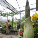 尸花随时会绽放 植物园员工耐心等待