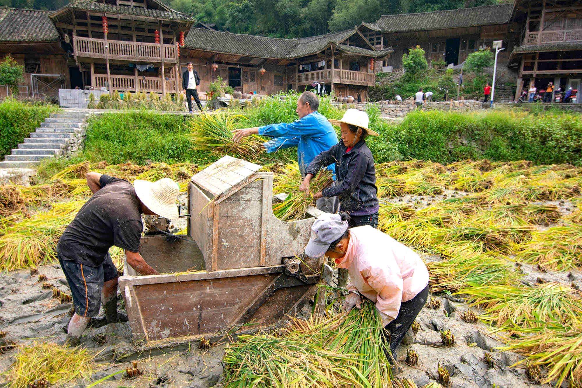 手工割稻:现代农业中罕见的风景
