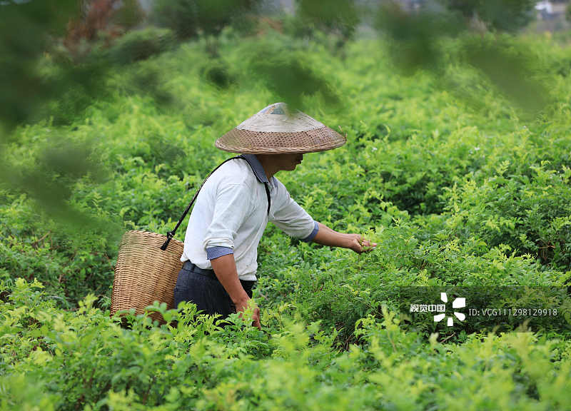 2020年9月8日，在湖南省张家界市永定区茅岩河镇“长寿藤茶”基地，茶农在采摘鲜叶。
白露过后，湖南省张家界市永定区茅岩河镇“长寿藤茶”基地的茶农们抓抢时机采摘秋季“长寿藤茶”。据介绍，从白露节气开始天气渐凉，夜间水汽在茶树上凝结成露，采摘的“长寿藤茶”更加甘醇清香。近年来，张家界市依托旅游资源优势和良好的自然生态环境，大力推行“长寿藤茶”的有机种植和产业化发展，从而带动当地农村群众增收致富。“长寿藤茶”是张家界特色农产品之一，因其富含黄酮类化合物，具有抗氧化、调节免疫等功效，深受各地市场青睐。