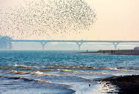 长沙江滩公园“接待”数万候鸟 成越冬天堂