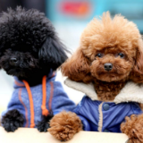 七旬老人不满小区狗吠 毒杀22只宠物犬获罪