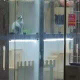 “共享猫咪”9.9元一天 店主:生意火爆