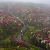 视频丨这就是一路生花！贵州百里杜鹃花海惊艳世界