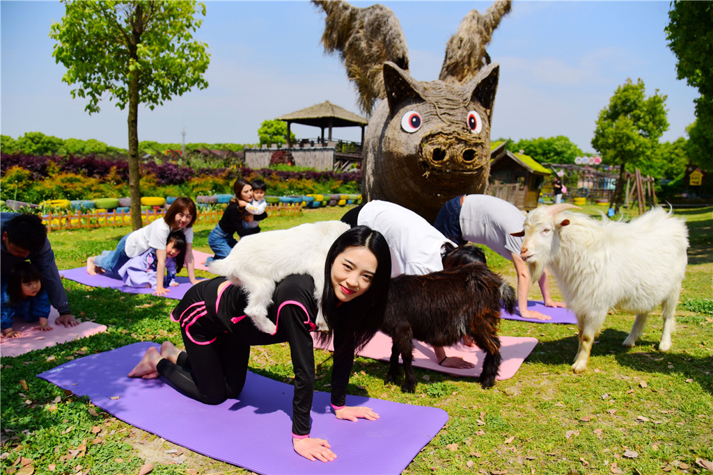 2021年4月21日，浙江省嘉兴市桐乡猪舍里举办了一场妙趣横生的“山羊瑜伽”运动会，现场游客和山羊、兔子等小动物共同挑战高难度瑜伽动作，瑜伽作为一种古老的健身运动备受推崇，而“山羊瑜伽”作为新晋网红项目更是迅速走红，边练瑜伽边和小动物亲密互动的方式更被称为“休闲解压两不误”。