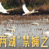 “两湖”禁捕之后