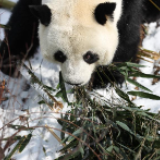 雪中大熊猫
