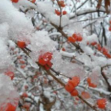 寒潮动态｜刚刚，湖南寒潮蓝色预警与低温雨雪冰冻黄色预警齐发