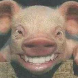 超1000家房企转行养猪？网友：原来小时候老师早就给我们指了条明路