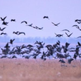 百万候鸟大军缘何偏爱“经停”吉林？