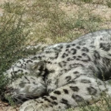 雪豹现身内蒙古草原,已被成功救助