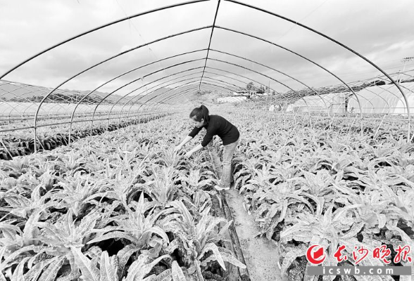 浏阳试点全国绿色种养循环农业项目，一年多来实现化肥减量1400多吨