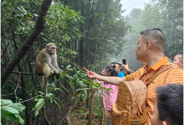 张家界国家森林公园“猴可爱”