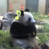 都是养熊猫，为啥各国差别这么大？