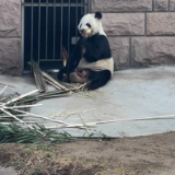 “丫丫”即将移交中方 红网记者提前探访了它北京的新家