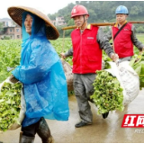 烟农赶“烤”时 衡阳电力也赶“烤”