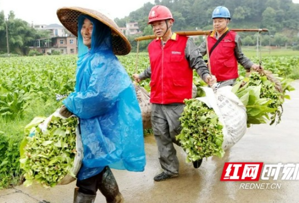 烟农赶“烤”时 衡阳电力也赶“烤”