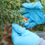 图片故事丨中宁枸杞正当红