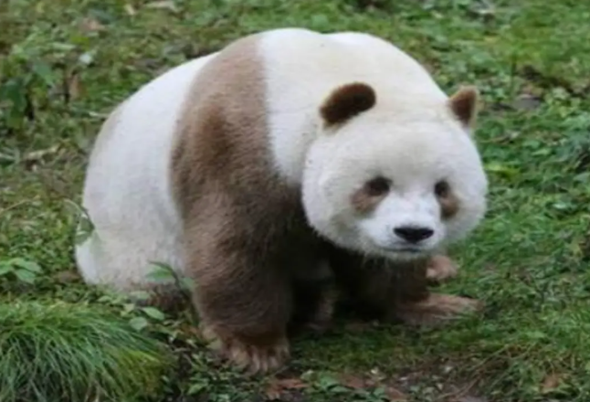 事关大熊猫“七仔”，官方辟谣