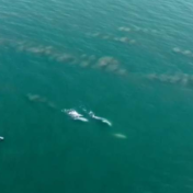 中华白海豚在大海建造百米沙墙