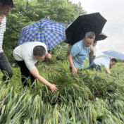 科普动起来丨暴雨洪涝后，农业生产如何补救？赶紧收藏