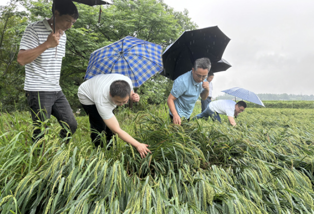 科普动起来丨暴雨洪涝后，农业生产如何补救？赶紧收藏