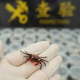 海关截获90只吸血鬼蟹，名字相当炸裂，真的会吸血吗？