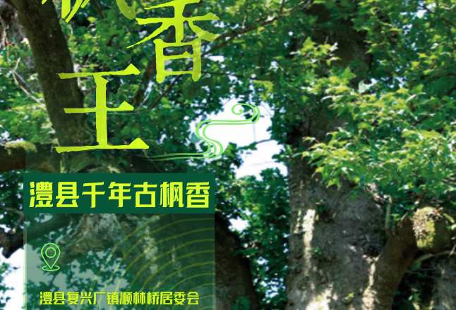 海报丨湖南近24万株古树名木中 “树王”是它们