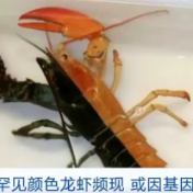 美国频现罕见颜色龙虾！甚至还有双色龙虾，怎么回事？