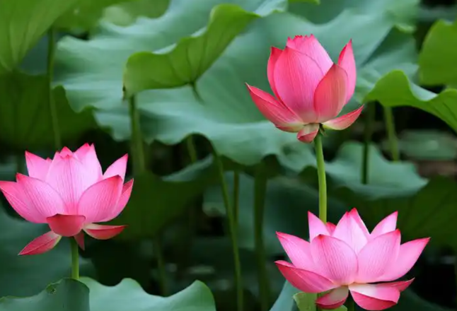 郑佳明：人生的方向