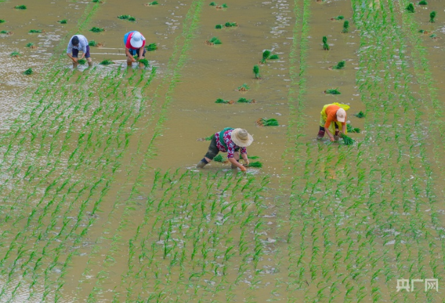 央媒看湖南丨宜章：千亩良田披新绿 种稻移栽正当时