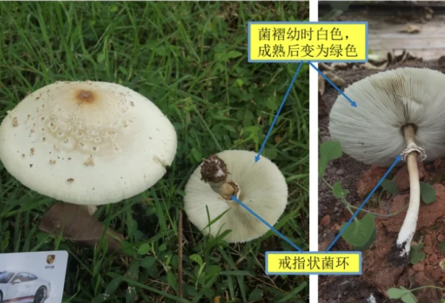 Ⅱ级！湖南发布5月野生蘑菇中毒指数，4县市区“高风险”