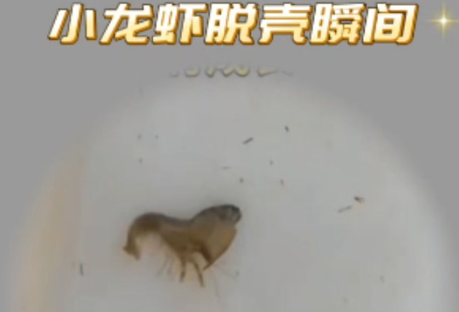南县种虾记｜小龙虾长大要脱12次壳