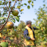 全国首个省级油茶碳汇标准在湘发布 湖南油茶纳入“双碳”战略新赛道