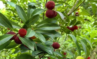 早熟杨梅“抢鲜”上市，整体偏酸，爱吃的可以等一等