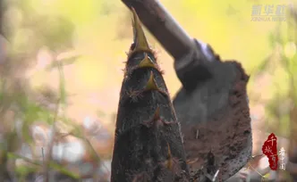 千城百县看中国丨湖南武冈：山野春鲜
