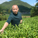 乡村振兴看福建|星村镇：“三茶”融合的乡村振兴样本