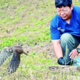 海之角山之巅 守护猛禽向南迁