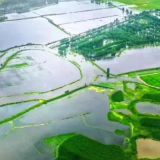 又见洪湖鱼米乡