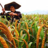 【央视快评】做好“三农”工作