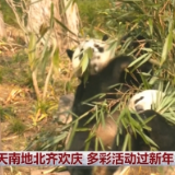 天南地北齐欢庆 多彩活动过新年