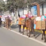 陕西一县城用马匹运抗疫物资?官方:不属实