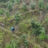 [花香四季 源味中国]药食同源之酉阳油茶花