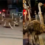 广西近百只鸵鸟集体越狱街头狂奔，主人：可能忘记关门跑掉的