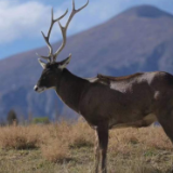 西藏拉萨河畔出现国家一级保护动物白唇鹿
