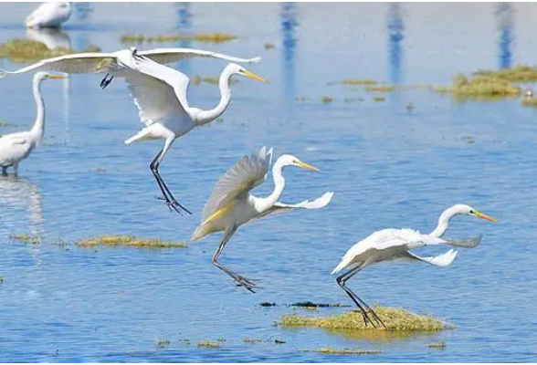 新化县龙湾国家湿地公园每年吸引数以万计鸟类在此栖息 候鸟“驿站” 白鹭翩跹